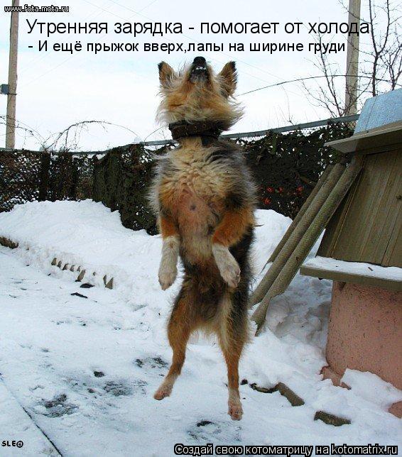 Котоматрица: Утренняя зарядка - помогает от холода  - И ещё прыжок вверх,лапы на ширине груди