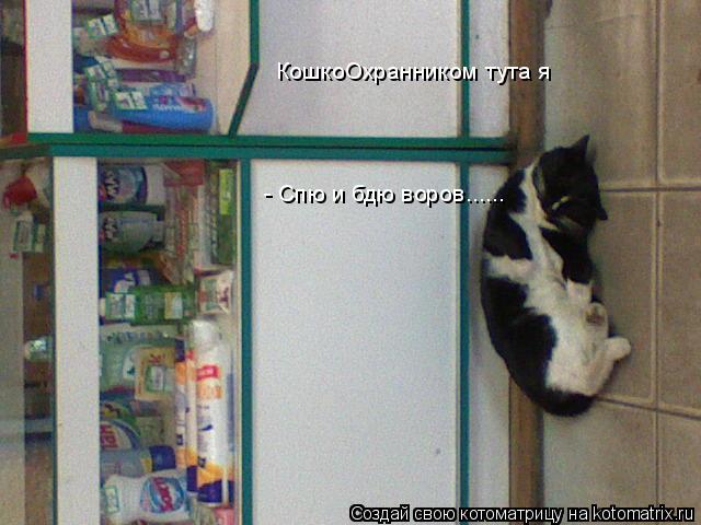 Котоматрица: КошкоОхранником тута я  - Спю и бдю воров......