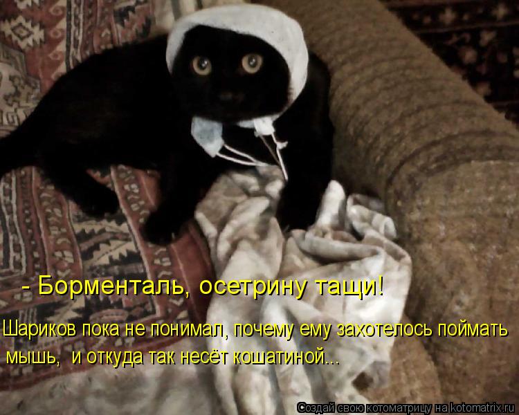 Котоматрица: Шариков пока не понимал, почему ему захотелось поймать  мышь,  и откуда так несёт кошатиной... - Борменталь, осетрину тащи!