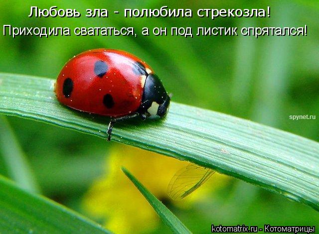 Любовь зла - полюбила стрекозла! Приходила свататься, а он под листик спрятался!... Котоматрица: Любовь зла - полюбила стрекозла! Приходила свататься, а он под листик спрятался!