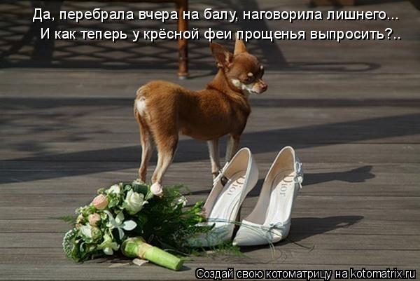 Котоматрица: Да, перебрала вчера на балу, наговорила лишнего... И как теперь у крёсной феи прощенья выпросить?..