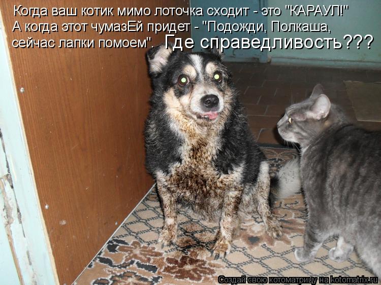 Когда ваш котик мимо лоточка сходит - это "КАРАУЛ!" А когда этот чумазЕй придет - "Подожди, Полкаша, ... Котоматрица: Когда ваш котик мимо лоточка сходит - это "КАРАУЛ!" А когда этот чумазЕй придет - "Подожди, Полкаша, сейчас лапки помоем". Где справедливость???