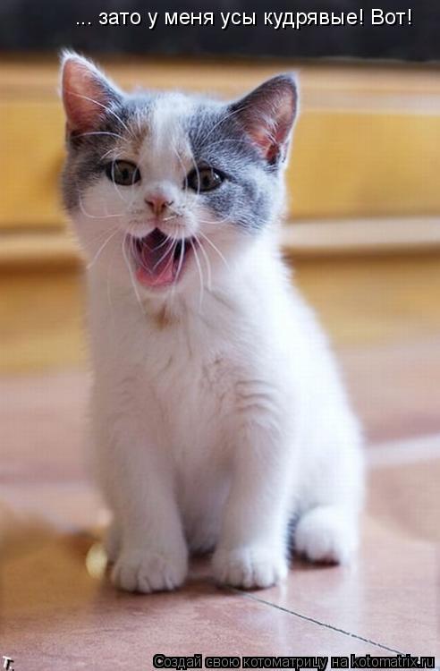 Котоматрица: ... зато у меня усы кудрявые! Вот!