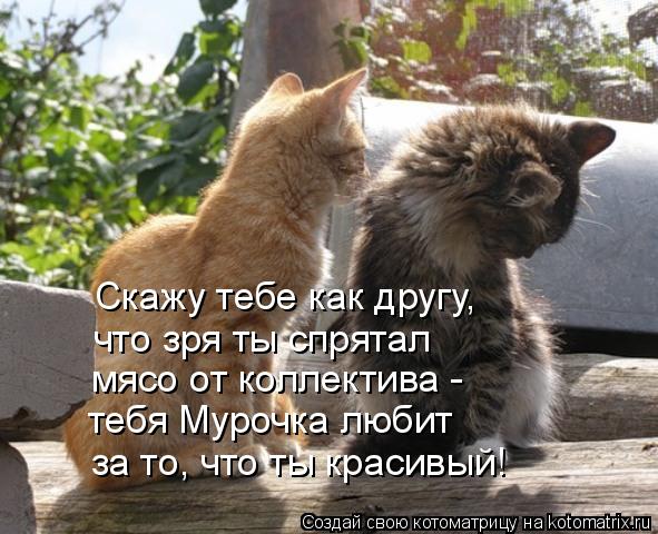 Котоматрица: Скажу тебе как другу, что зря ты спрятал  мясо от коллектива - тебя Мурочка любит  за то, что ты красивый!