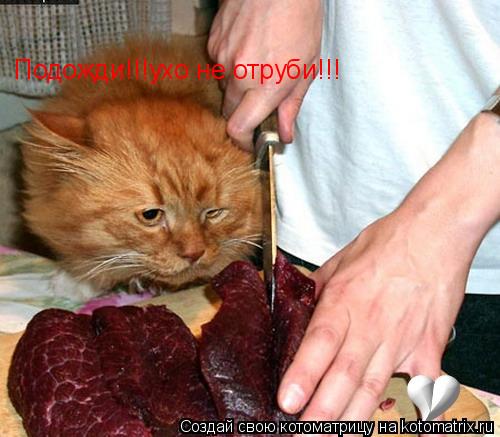 Котоматрица: Подожди!!!ухо не отруби!!!
