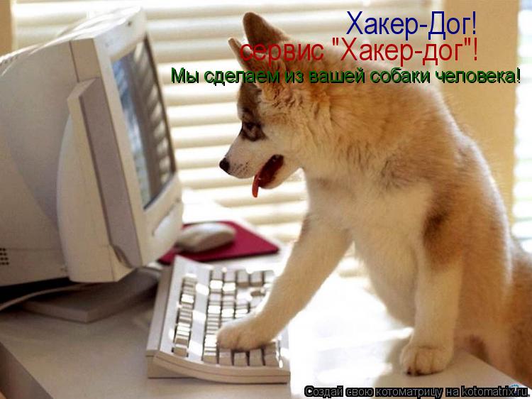 Котоматрица: Хакер-Дог! сервис "Хакер-дог"! Мы сделаем из вашей собаки человека!