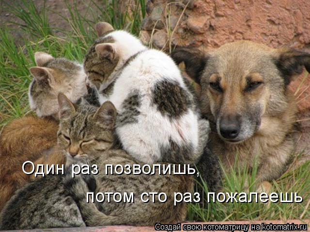 Котоматрица: Один раз позволишь, потом сто раз пожалеешь