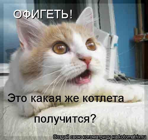 Котоматрица: ОФИГЕТЬ! Это какая же котлета  получится?