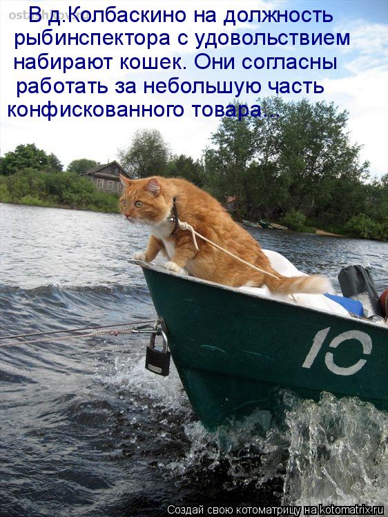 В д.Колбаскино на должность рыбинспектора с удовольствием набирают кошек. Они согласны работать за... Котоматрица: В д.Колбаскино на должность рыбинспектора с удовольствием набирают кошек. Они согласны работать за небольшую часть конфискованного тов