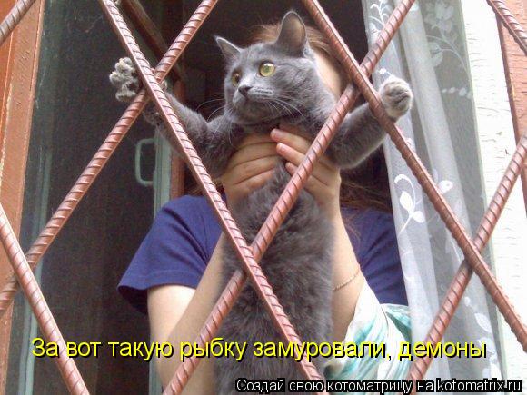 За вот такую рыбку замуровали, демоны... Котоматрица: За вот такую рыбку замуровали, демоны