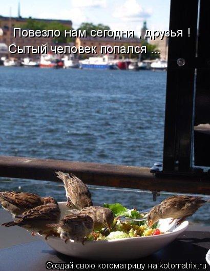 Повезло нам сегодня , друзья ! Сытый человек попался ...... Котоматрица: Повезло нам сегодня , друзья ! Сытый человек попался ...