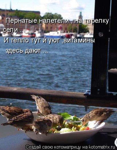 Котоматрица: Пернатые налетели , на тарелку  сели ... И тепло тут и уют ,витамины  здесь дают ...