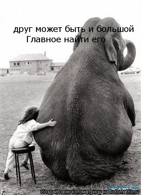 друг может быть и большой Главное найти его... Котоматрица: друг может быть и большой Главное найти его