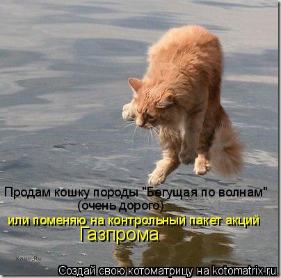 Котоматрица: Продам кошку породы "Бегущая по волнам"   (очень дорого)  или поменяю на контрольный пакет акций  Газпрома