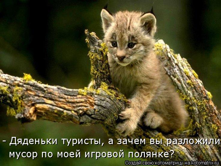 - Дяденьки туристы, а зачем вы разложили мусор по моей игровой полянке?... Котоматрица: - Дяденьки туристы, а зачем вы разложили мусор по моей игровой полянке?