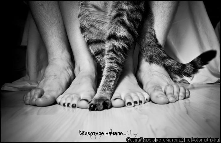Котоматрица: Животное начало...
