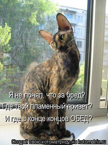 Котоматрица: Я не понял, что за бред? Где твой пламенный привет? И где в конце концов ОБЕД?