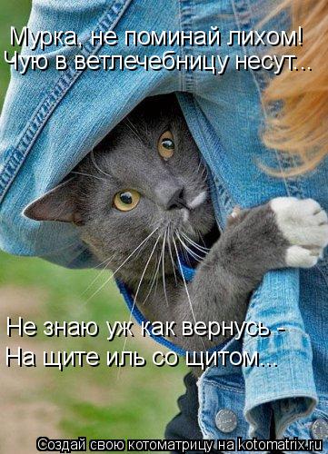 Котоматрица: Мурка, не поминай лихом! Чую в ветлечебницу несут... Не знаю уж как вернусь -  На щите иль со щитом...