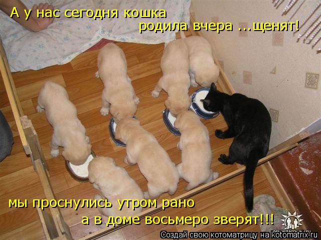 А у нас сегодня кошка родила вчера ...щенят! мы проснулись утром рано а в доме восьмеро зверят!!!... Котоматрица: А у нас сегодня кошка родила вчера ...щенят! мы проснулись утром рано а в доме восьмеро зверят!!!