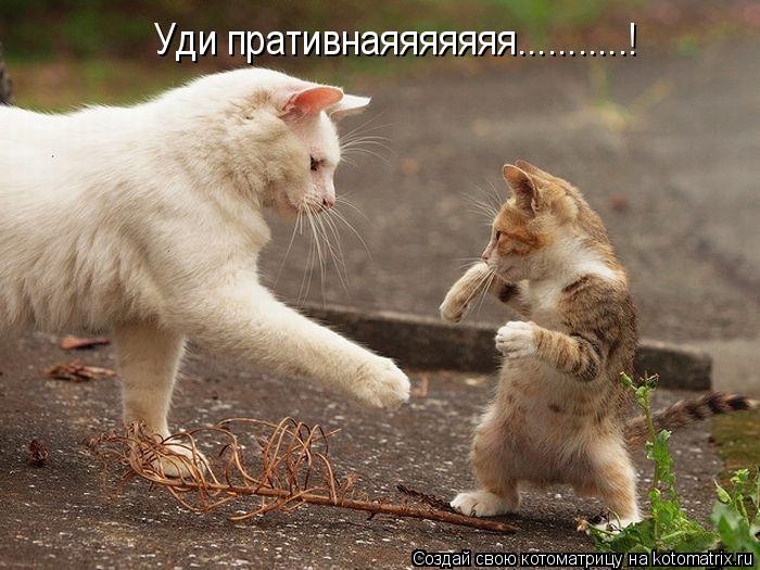 Уди пративнаяяяяяяя...........!... Котоматрица: Уди пративнаяяяяяяя...........!