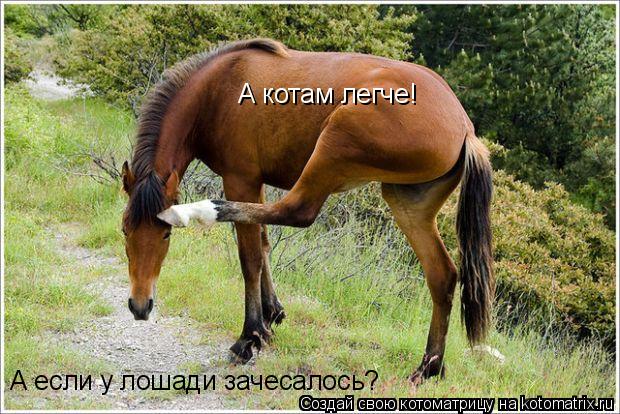 А котам легче! А если у лошади зачесалось?... Котоматрица: А котам легче! А если у лошади зачесалось?