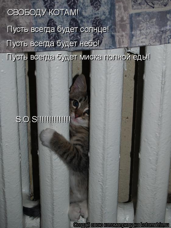 СВОБОДУ КОТАМ! Пусть всегда будет солнце! Пусть всегда будет небо! Пусть всегда будет миска полной ед... Котоматрица: СВОБОДУ КОТАМ! Пусть всегда будет солнце! Пусть всегда будет небо! Пусть всегда будет миска полной еды! S.O.S!!!!!!!!!!!!!!