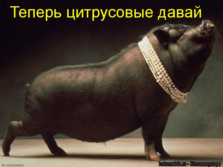 Котоматрица: Теперь цитрусовые давай