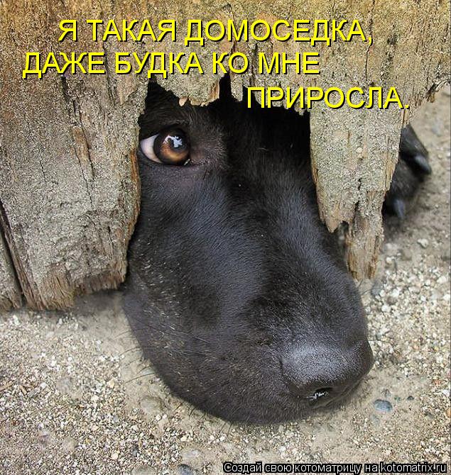 Я ТАКАЯ ДОМОСЕДКА, ДАЖЕ БУДКА КО МНЕ ПРИРОСЛА.... Котоматрица: Я ТАКАЯ ДОМОСЕДКА, ДАЖЕ БУДКА КО МНЕ ПРИРОСЛА.