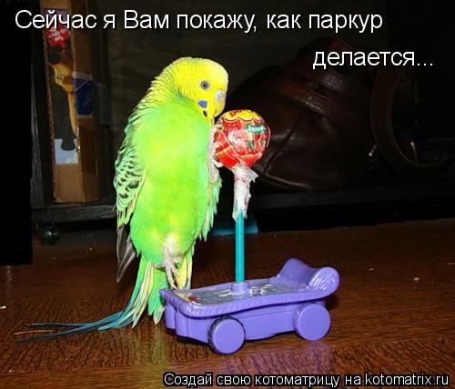Сейчас я Вам покажу, как паркур делается...... Котоматрица: Сейчас я Вам покажу, как паркур делается...