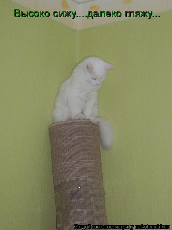 Высоко сижу....далеко гляжу...... Котоматрица: Высоко сижу....далеко гляжу...