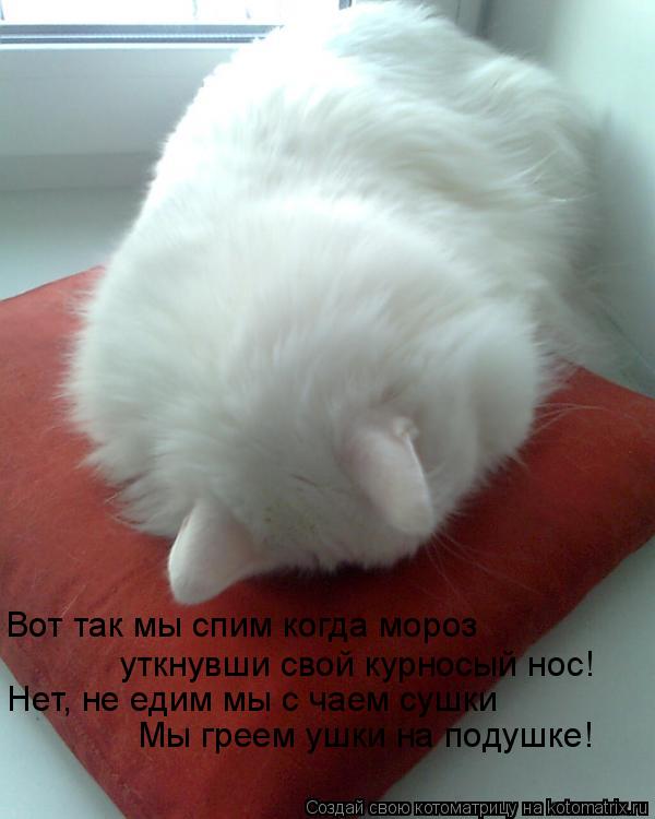 Котоматрица: Вот так мы спим когда мороз уткнувши свой курносый нос! Нет, не едим мы с чаем сушки Мы греем ушки на подушке!