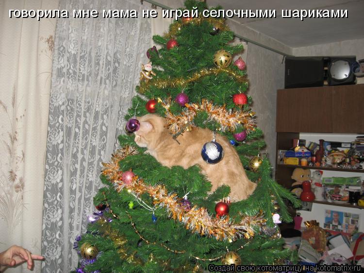 Котоматрица: говорила мне мама не играй селочными шариками