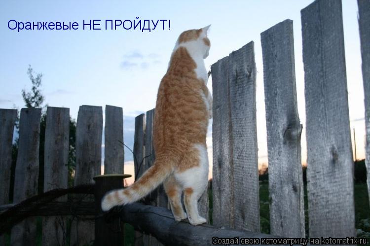 Котоматрица: Оранжевые НЕ ПРОЙДУТ!