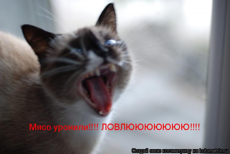 Котоматрица: Мясо уронили!!!! ЛОВЛЮЮЮЮЮЮЮ!!!!