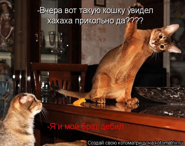 Котоматрица: -Я и мой брат дебил -Я и мой брат дебил -Вчера вот такую кошку увидел хахаха прикольно да? -Вчера вот такую кошку увидел  хахаха прикольно да????
