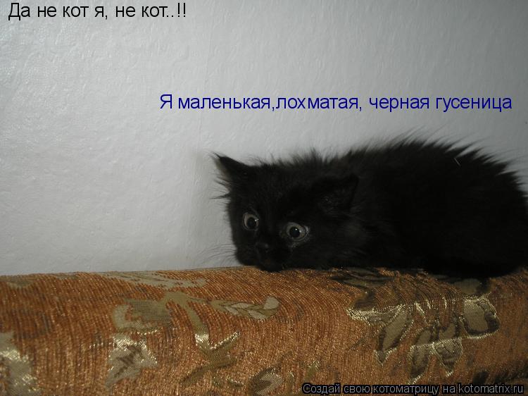 Котоматрица: Да не кот я, не кот..!! Я маленькая,лохматая, черная гусеница