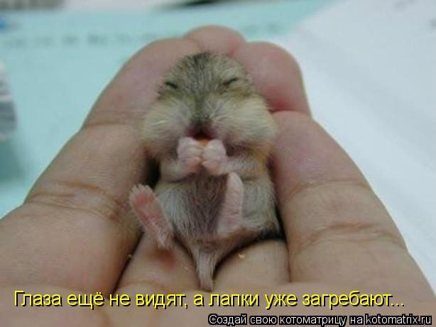 Котоматрица: Глаза ещё не видят, а лапки уже загребают...