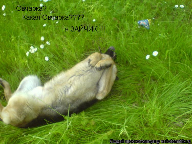 Котоматрица: -Овчарка? Какая Овчарка????  я ЗАЙЧИК !!!
