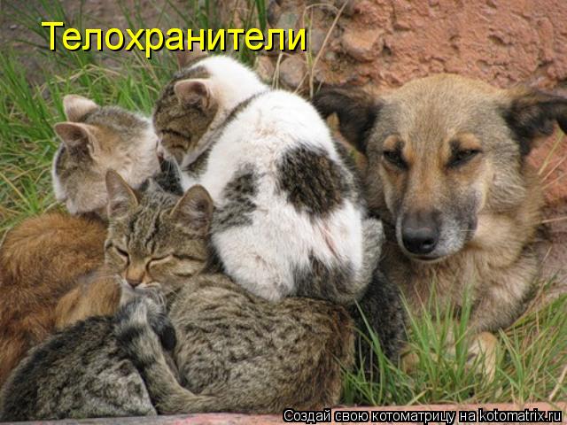 Котоматрица: Телохранители