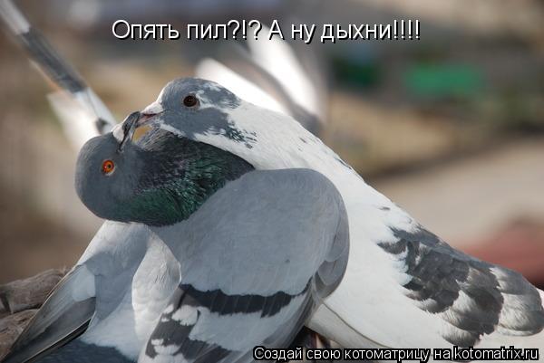 Котоматрица: Опять пил?!? А ну дыхни!!!!