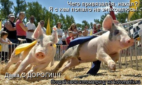 Котоматрица: Чего привязался, нахал? Я с кем попало не знакомлюсь! Дама,С ДОРОГИ!!!!