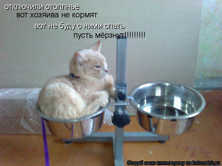 Котоматрица: отключили отоплнье вот хозяива не кормят вот не буду с ними спать пусть мёрзнут!!!!!!!!!