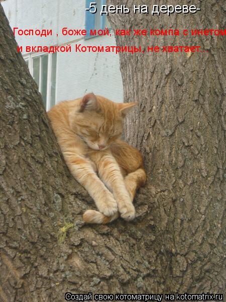 Котоматрица: -5 день на дереве- Господи , боже мой, как же компа с инетом,  и вкладкой Котоматрицы, не хватает...