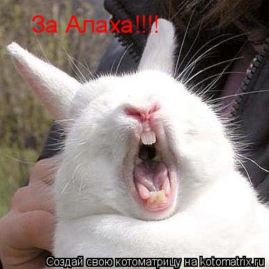 За Алаха!!!!... Котоматрица: За Алаха!!!!