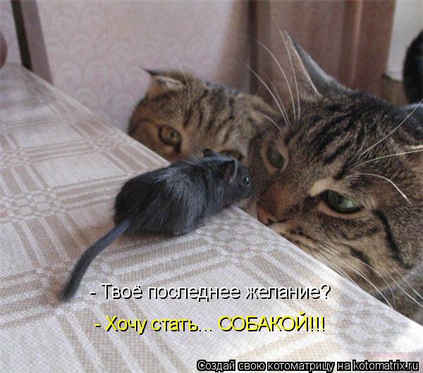 - Твоё последнее желание? - Хочу стать... СОБАКОЙ!!!... Котоматрица: - Твоё последнее желание? - Хочу стать... СОБАКОЙ!!!