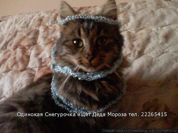 Одинокая Снегурочка ищет Деда Мороза тел. 22265415... Котоматрица: Одинокая Снегурочка ищет Деда Мороза тел. 22265415