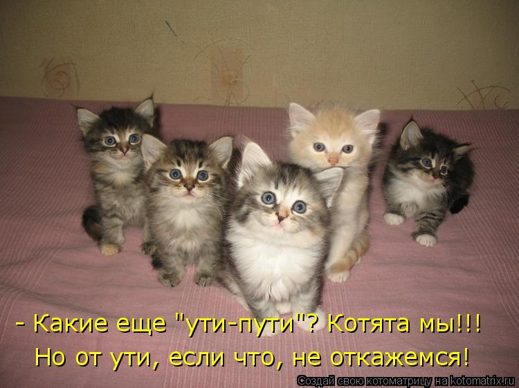 - Какие еще "ути-пути"? Котята мы!!! Но от ути, если что, не откажемся!... Котоматрица: - Какие еще "ути-пути"? Котята мы!!! Но от ути, если что, не откажемся!