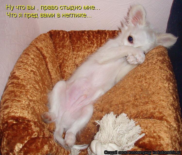 Ну что вы , право стыдно мне... Что я пред вами в неглиже...... Котоматрица: Ну что вы , право стыдно мне... Что я пред вами в неглиже...
