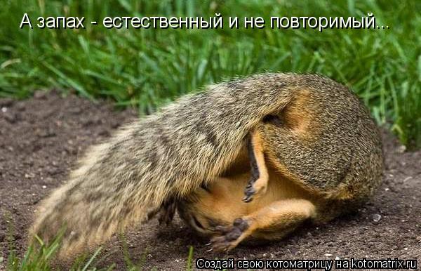 А запах - естественный и не повторимый...... Котоматрица: А запах - естественный и не повторимый...
