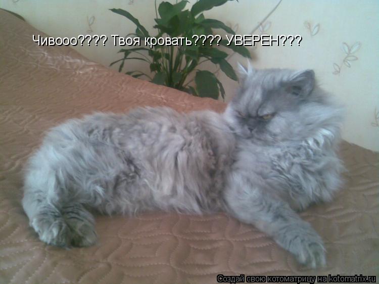 Чивооо???? Твоя кровать???? УВЕРЕН???... Котоматрица: Чивооо???? Твоя кровать???? УВЕРЕН???